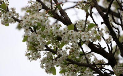 Yalancı bahar gıda fiyatlarında ‘yükseklik korkusu’ yarattı
