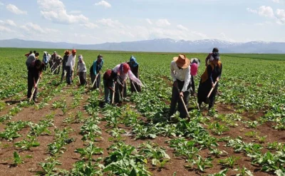 Protestolarla boğuşan Fransa Türkiye’den mevsimlik tarım işçisi alacak