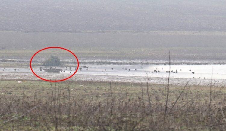 Ağaçları kesip mevzi yaptılar sonra da yüzlerce türün yaşadığı göletteki kuşları avladılar