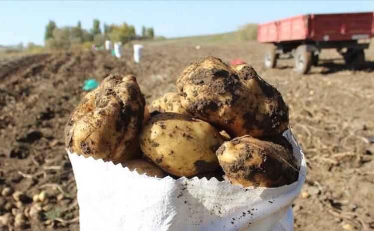 Patates ihracatında rekor düşüş