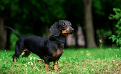 Araştırma: Uzun burunlu küçük köpekler daha uzun yaşıyor