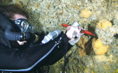 Deniz süngerinden al haberi: Dünya 1.5 derece barajını çoktan aşmış