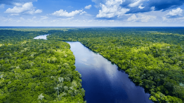 Korkutan uyarı: Amazon ormanları 2050'ye kadar büyük yıkım yaşayacak