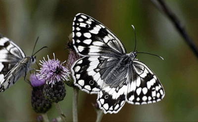 Kelebekler 250 milyon yıllık evrimlerinde neredeyse hiç değişmemiş