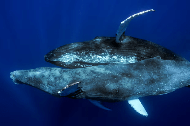Kambur balinalar ilk kez çiftleşirken görüntülendi: Üstelik ikisi de erkekti