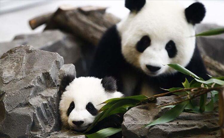 Panda diplomasisinde yeni sayfa: Çin sözü verdi, ABD'ye kiralık gidecekler