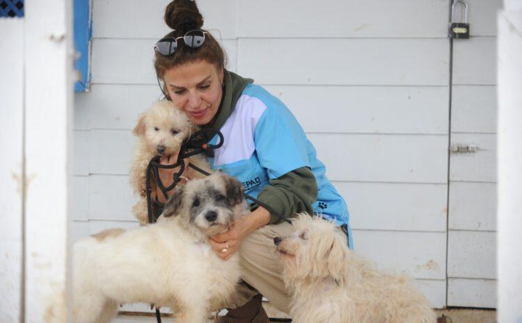 Bakımsızlıktan dişleri çekilmiş, kör olmuşlar: Merdiven altı yetiştirilen 30 cins köpek kurtarıldı