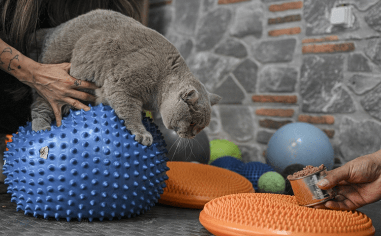 Obez kedi Şiraz'ın pilatesle imtihanı