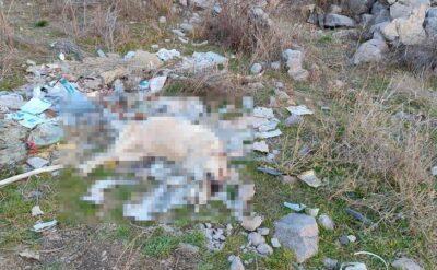 Elleri, ayakları bağlı köpek ölü halde bulundu: Tecavüz iddiası