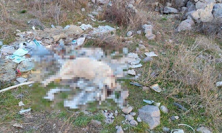 Elleri, ayakları bağlı köpek ölü halde bulundu: Tecavüz iddiası