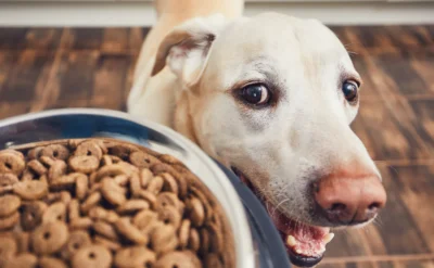 Evdeki Labrador veya Golden Retriever’ınız neden sürekli aç?