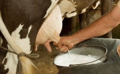 Dünyada ilk: Genetiğiyle oynanmış inek ‘insülin sütü’ veriyor