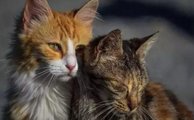 Bir kedi katliamı da Ankara'dan: Yavru kedilerin başlarını ve patilerini kestiler