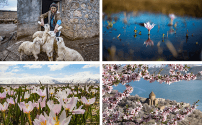 Yurtta bahar: Ardahan’da kardelenler, Akdamar’da badem çiçekleri, Tunceli’de kuzular