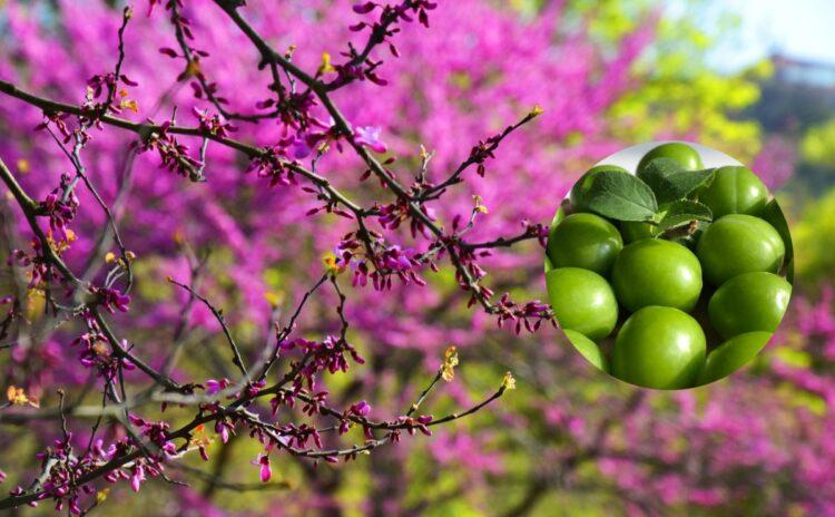 Erguvan zamanı oruçlar bir olunca; üç büyük dinin bayramına üç yemek önerisi