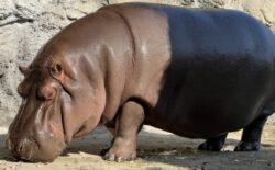 Yedi yıl erkek sanmışlar: Hayvanat bahçesindeki hipopotamın dişi olduğu anlaşıldı