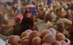 Yumurta fiyatlarını yükselten kuş gribi virüsü sütte de görüldü