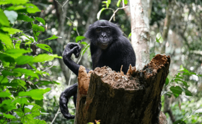 Bonobolar gerçekten de primatların ‘hippi’si mi? Yeni çalışmaya göre değiller