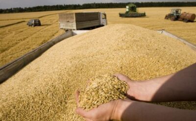 TMO’dan düşük buğday fiyatına savunma: Maliyetin üstünde verdik