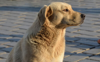 AK Parti kritik maddeyi netleştirdi: ‘Papatyalar’ değil saldırgan köpekler öldürülecekmiş