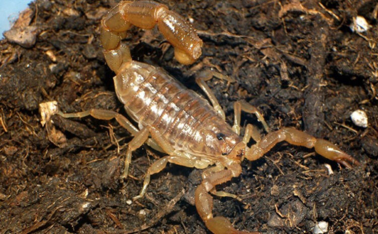 40 yıldır 'bizim akrep' diyorduk, meğer yeni bir türmüş