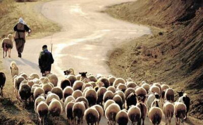 Urfa’da çobanlar eylem yapınca Tarım Müdürlüğü ‘Suriye’den çoban getiririz’ dedi