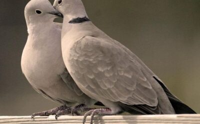 Apartman boşluğundaki kumru yuvası yıkıldı, bir avukat iki kuşun ‘vekaletini’ aldı, onlar adına davacı