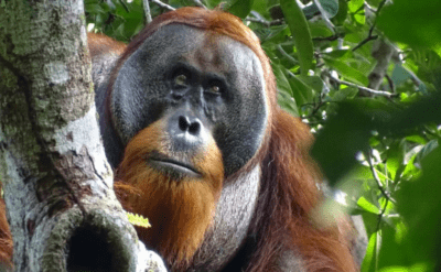 Dünyada ilk: Bir orangutan şifalı bitkiyle yarasını tedavi etti