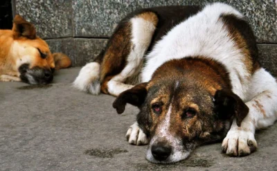 Bir kez daha: Köpeklere kıymayın efendiler!