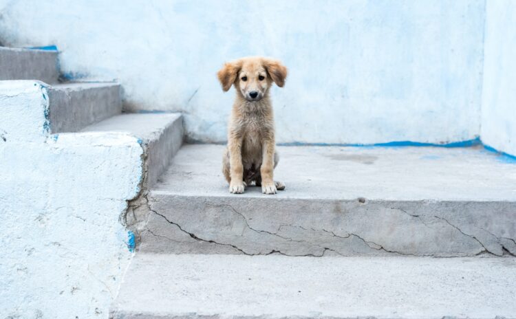 Türkiye sokak köpeklerini tartışıyor: Gelişmiş ülkeler sorunu nasıl çözdü?