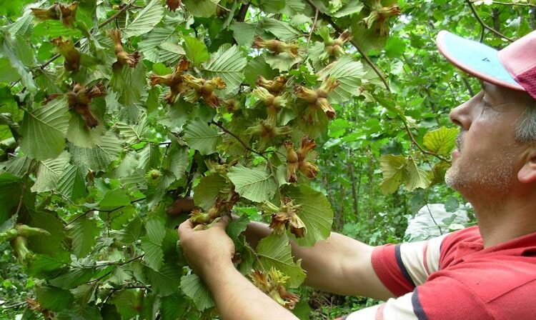 Çay, buğday ve arpa fiyatlarının ardından gözler fındıkta