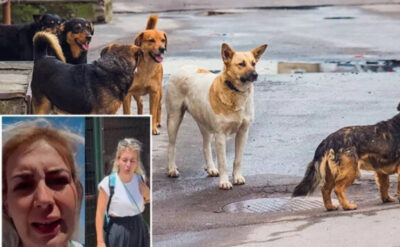 Kuduz alarmı verilen Şanlıurfa’dan Ankara’ya 35 köpek getiren kadın tutuklandı