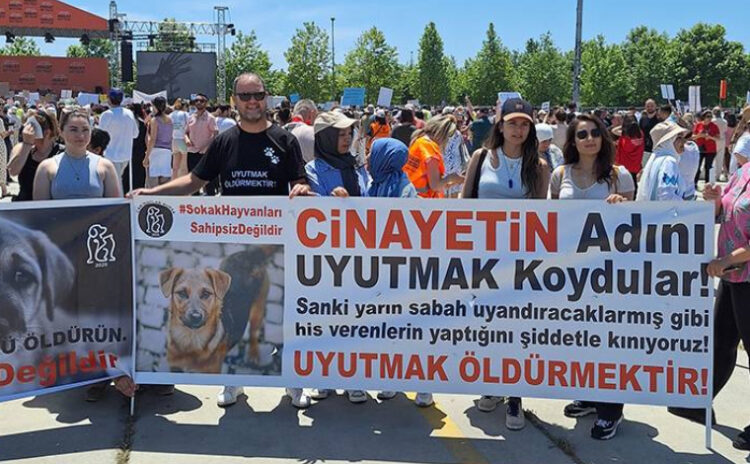 Hayvanseverler sokak köpekleri için ses yükseltti: 'Cinayetin adını uyutmak koydular'