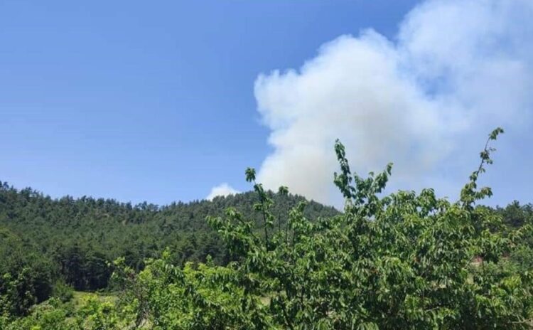 Hava ısındı, 'sezon açıldı': Antalya, Bursa ve Muğla'da orman yangınları