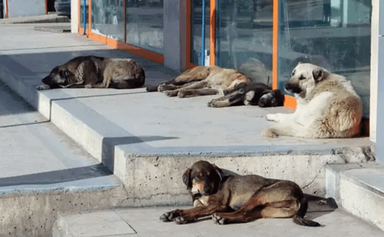 Bir çift köpek altı yıl içinde 67 bin köpek demek