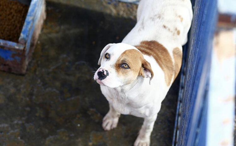 AK Parti ısrarcı: Sokak köpeklerini öldürmenin adı yasada 'ötanazi' olacakmış