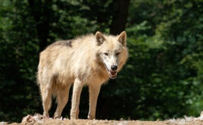 Paris’te koşu yapan kadına kurtlar saldırdı