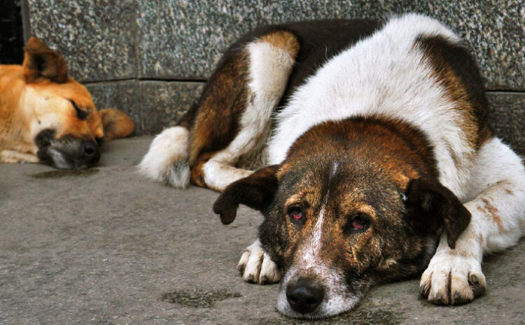 Başıboş insan sorunu: Öylece duran köpeğe sopalarla saldırdılar