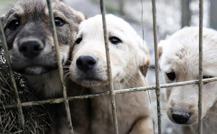 Meclis'te görüşme, sokakta katliam: Üç köpek öldürüldü, diğerleri kayıp