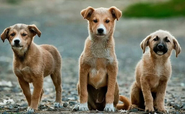 Sokak köpeklerini yok etme teklifi: Ötanazinin adı gitti kendi kaldı