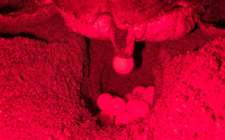 Caretta carettaların yumurtlama anı görüntülendi: Rekor sayıda yuva