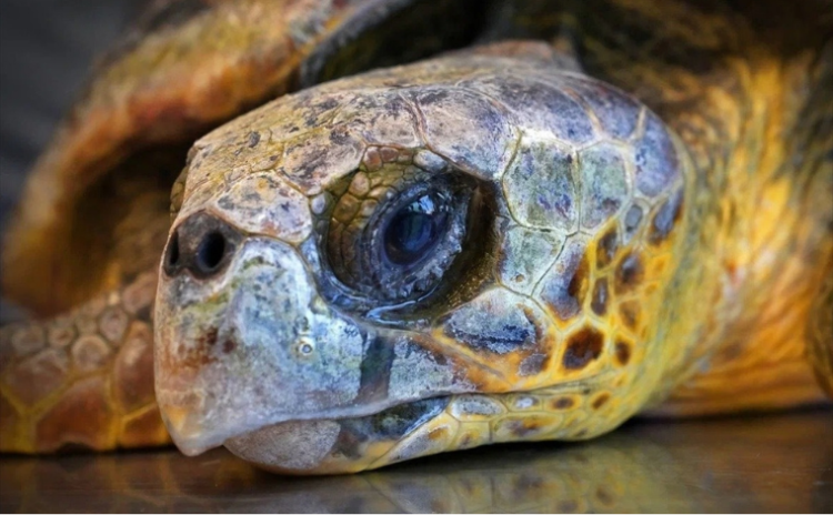 İzmir Körfezi'nde temizlik sırasında bulunan caretta caretta tedavi altında