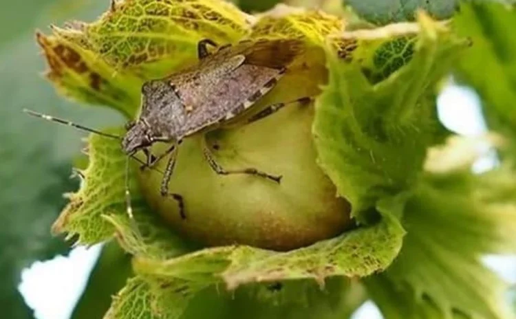 Fındığı bu yıl da sıcaklar, kahverengi kokarca böceği ve mantar vurdu