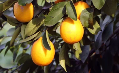 Ürün azalınca haziranın zam şampiyonu limon oldu