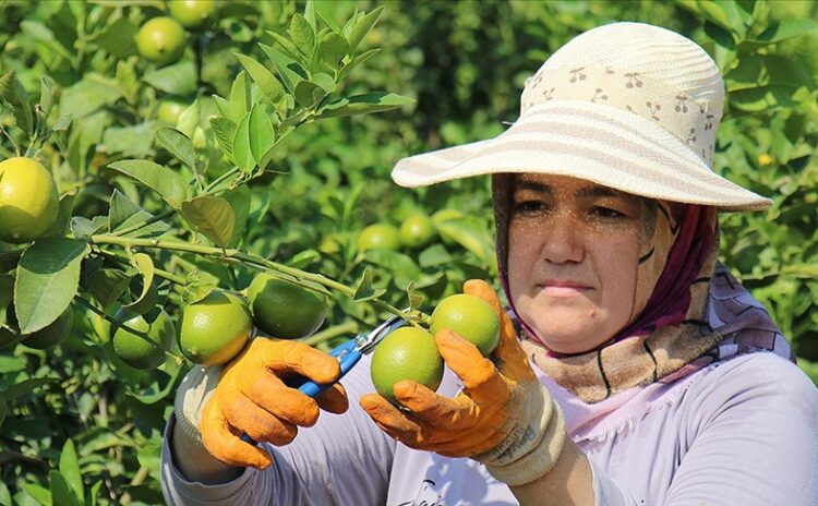 Limon krizi: Üretim rekorları ve yüksek fiyatlar arasındaki paradoks