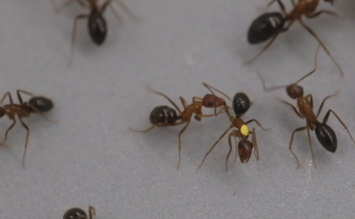 İnsanlar gibi cerrahi tıp hizmeti de veriyorlar: Marangoz karınca yaraya tanı koyup ona göre tedavi uyguluyor