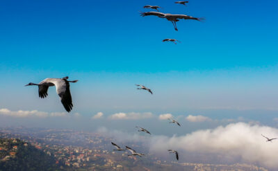 TikTok beğenisi için katlediliyorlar: Sosyal medya Lübnan’da her yıl 2,6 milyon kuşun ölümüne neden oluyor