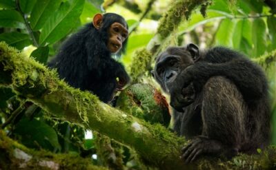 Şempanzeler de insanlar gibi: Hızlı hızlı konuşup söz kesiyorlar