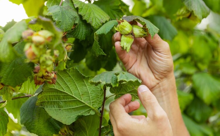 Fındıkta fiyat savaşları: Çiftçi kazanıyor mu?