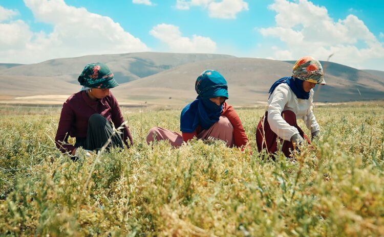 Tarım, hayvancılık ve gıda güvenliği: Acil eylem planımız nasıl olmalı?